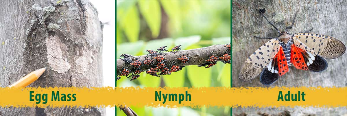 Spotted Lanternflies - Life Cycle